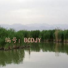 ά
